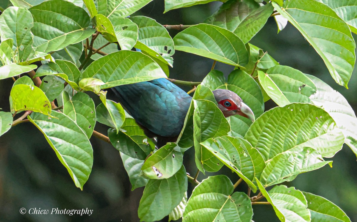 Chestnut-breasted Malkoha - ML644079296