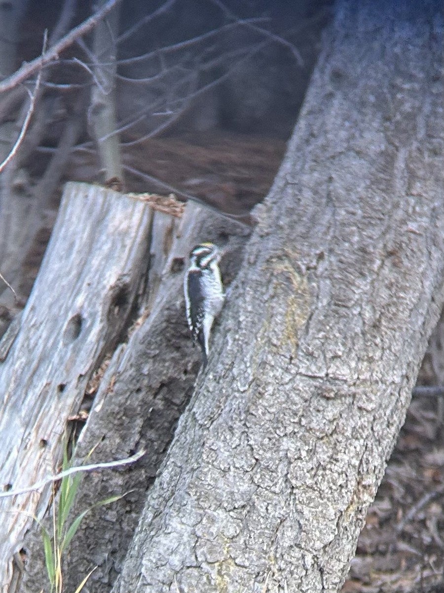American Three-toed Woodpecker - ML644079335