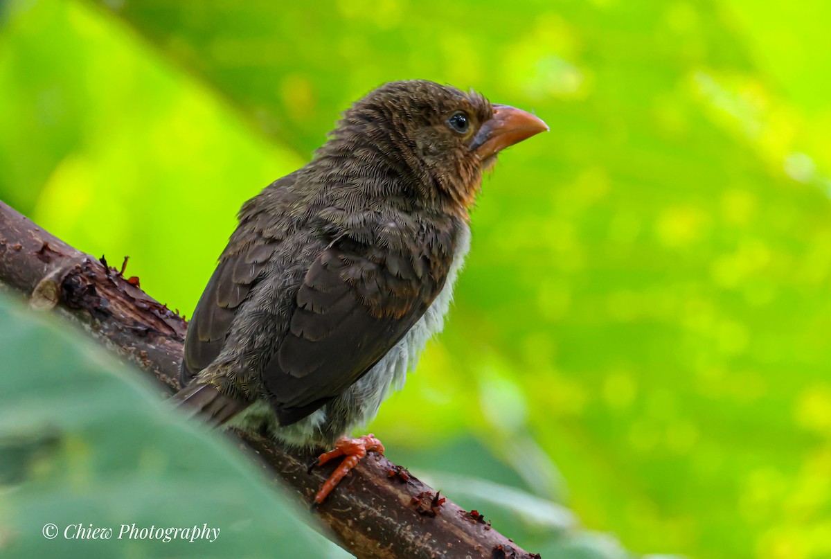 Brown Barbet - ML644079349