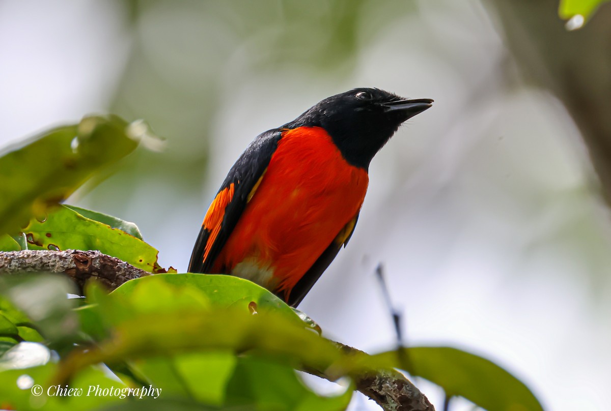 ildmønjefugl - ML644079357