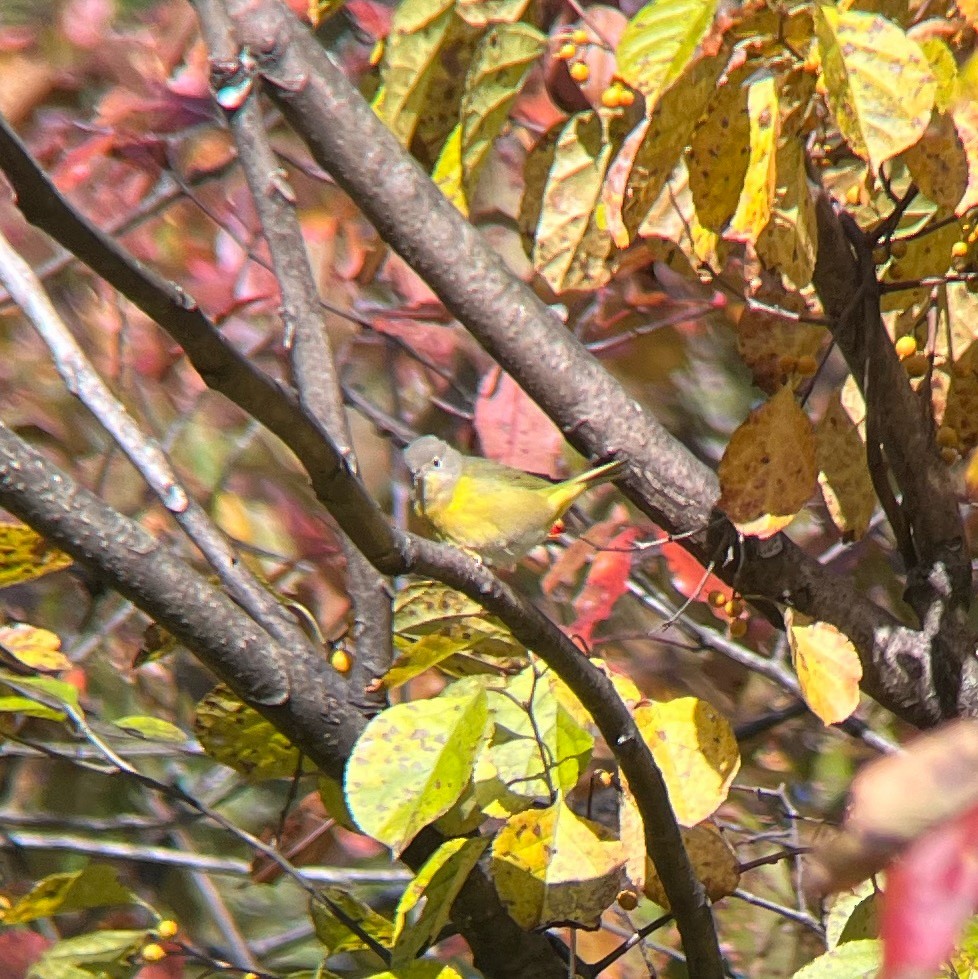 Nashville Warbler - ML644079373