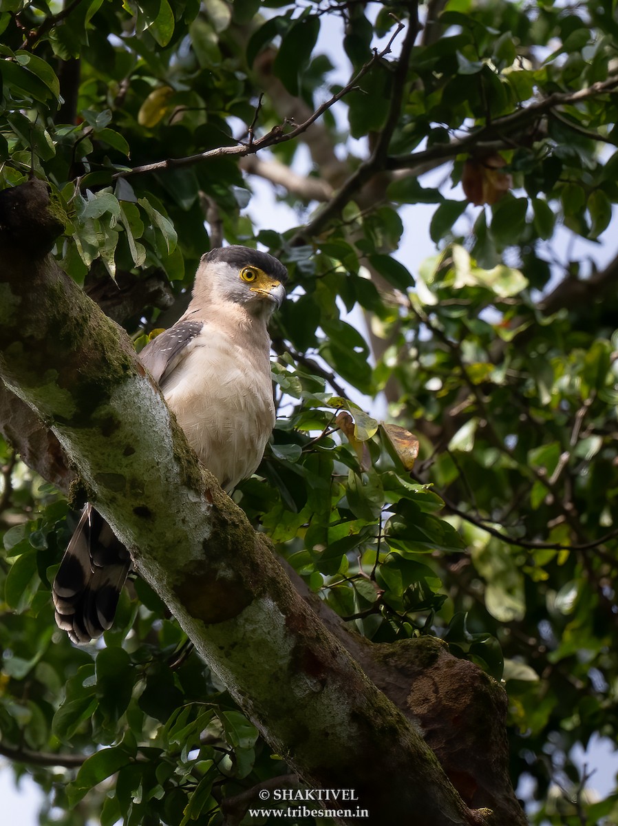 Serpentaire des Nicobar - ML644079374