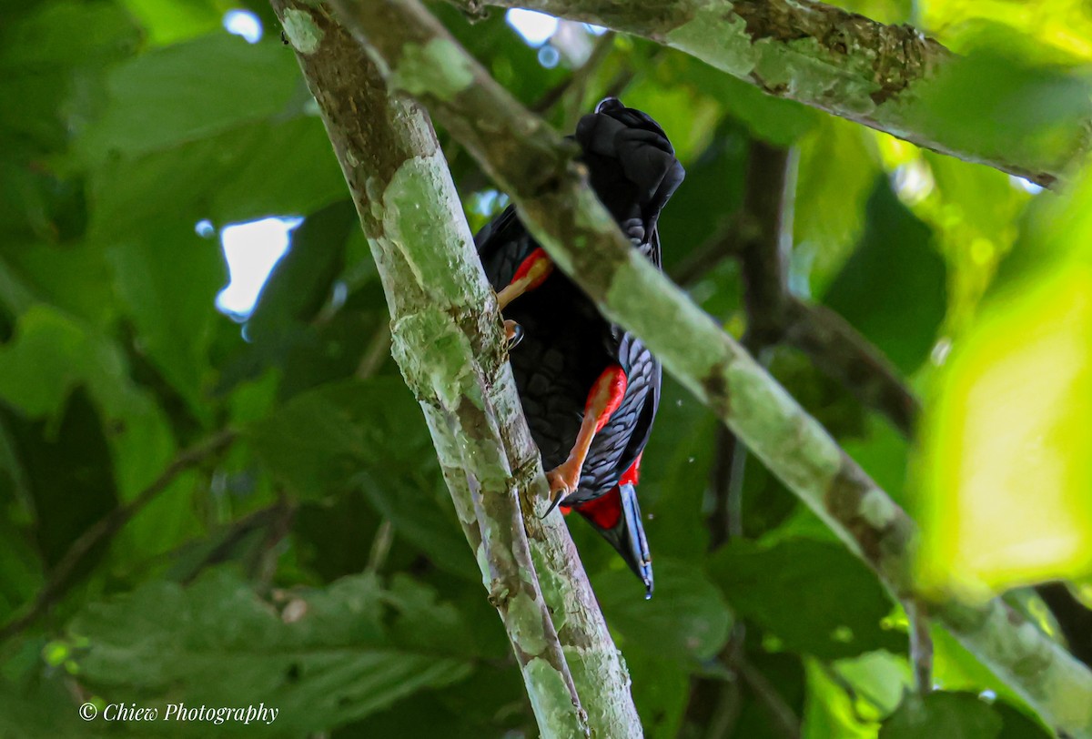 Bornean Bristlehead - ML644079376