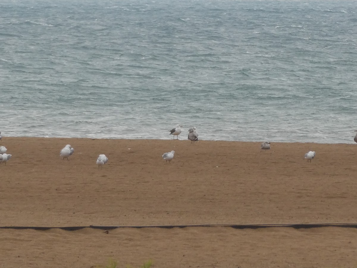 Lesser Black-backed Gull - ML644079401