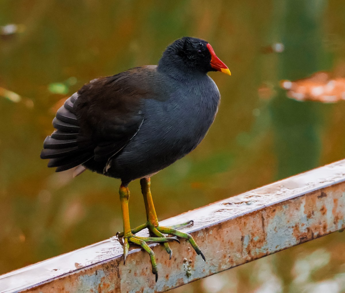 Eurasian Moorhen - ML644079405