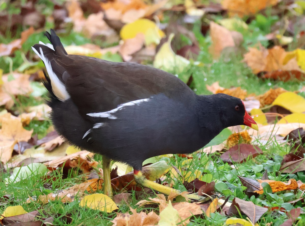 Eurasian Moorhen - ML644079421