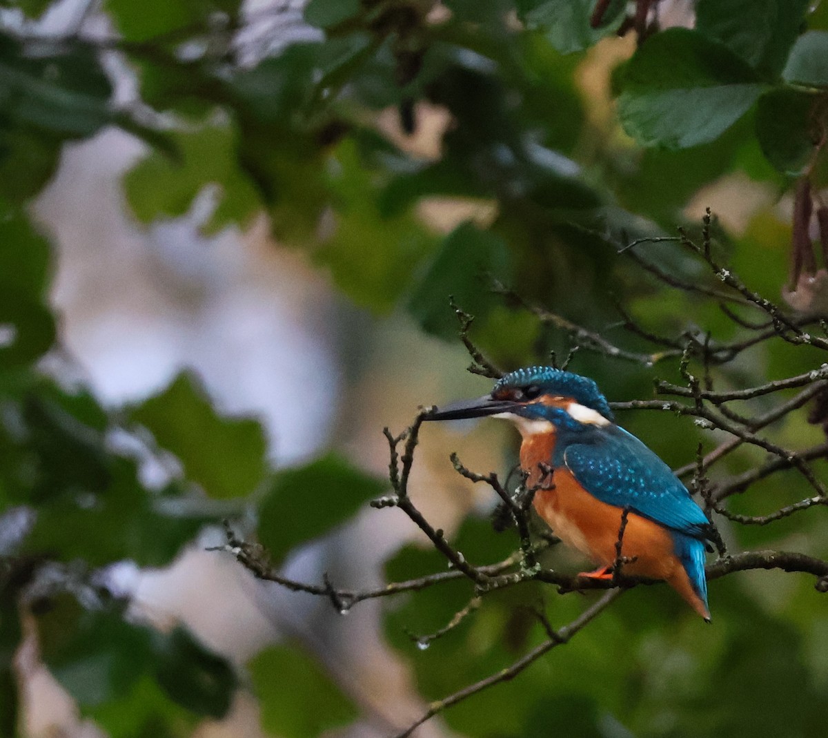 Common Kingfisher - ML644079435