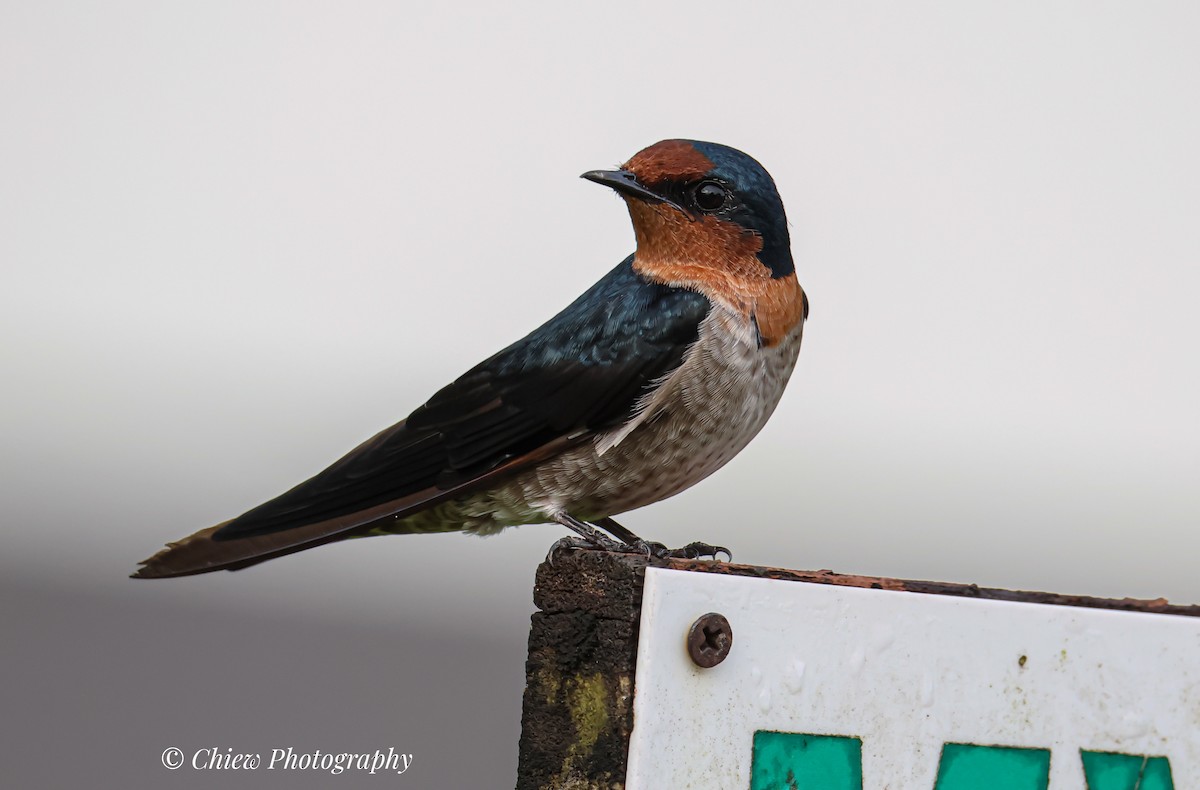 Pacific Swallow - ML644079437
