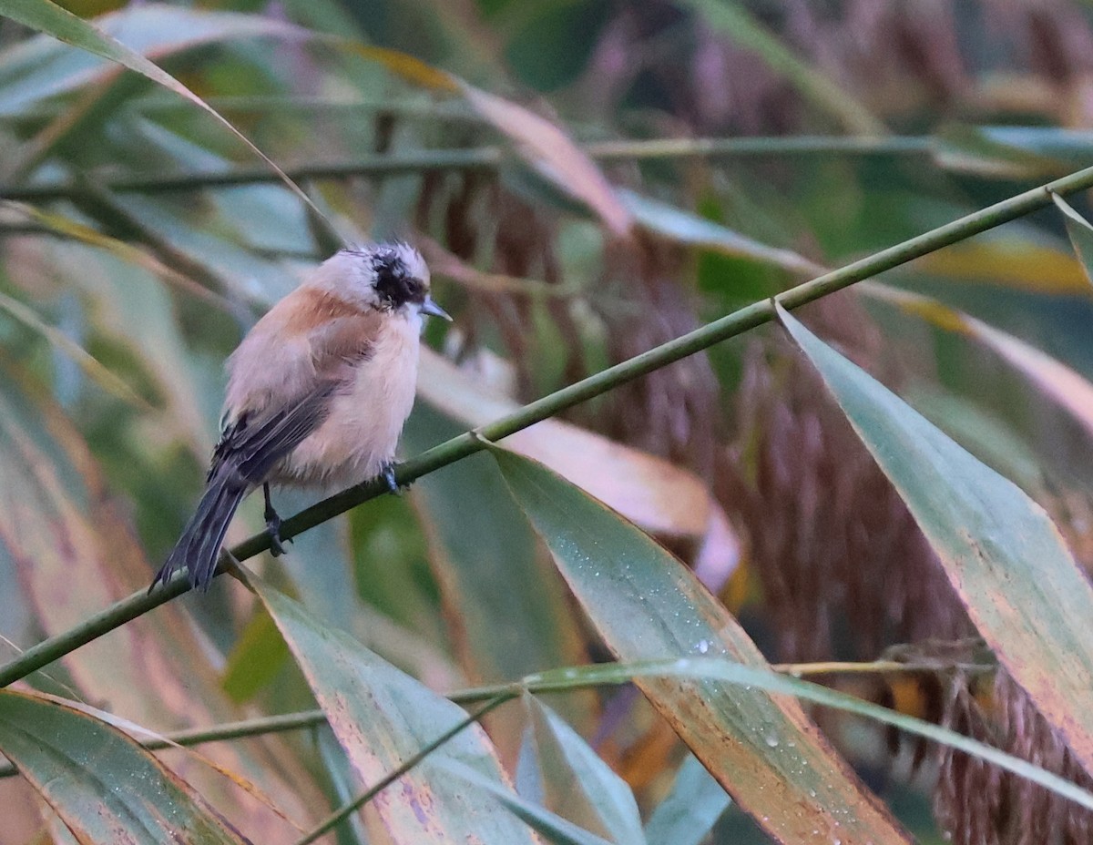 Eurasian Penduline-Tit - ML644079444