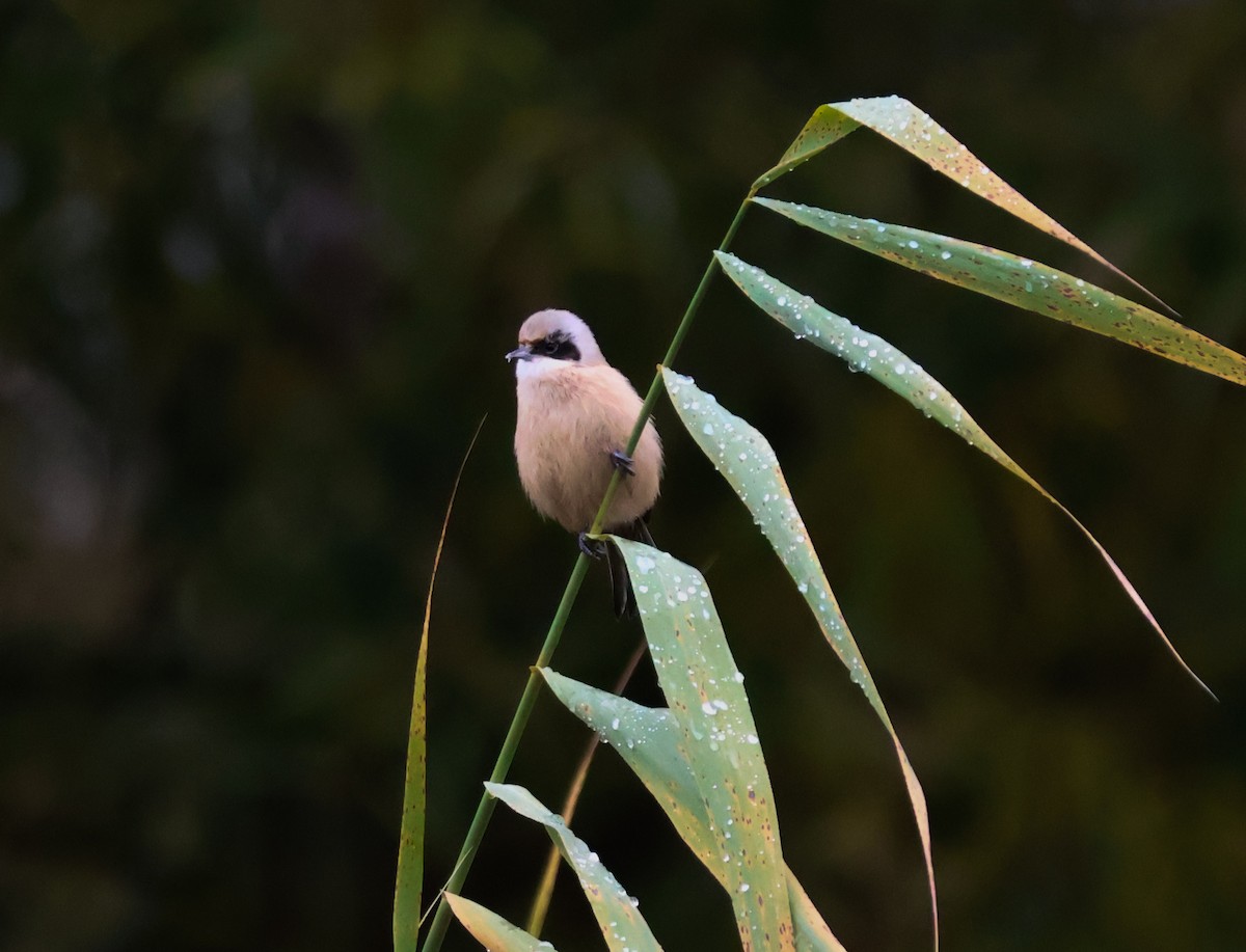 Eurasian Penduline-Tit - ML644079454