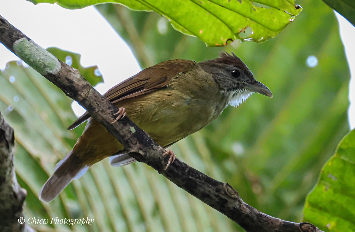 Grauwangenbülbül - ML644079455