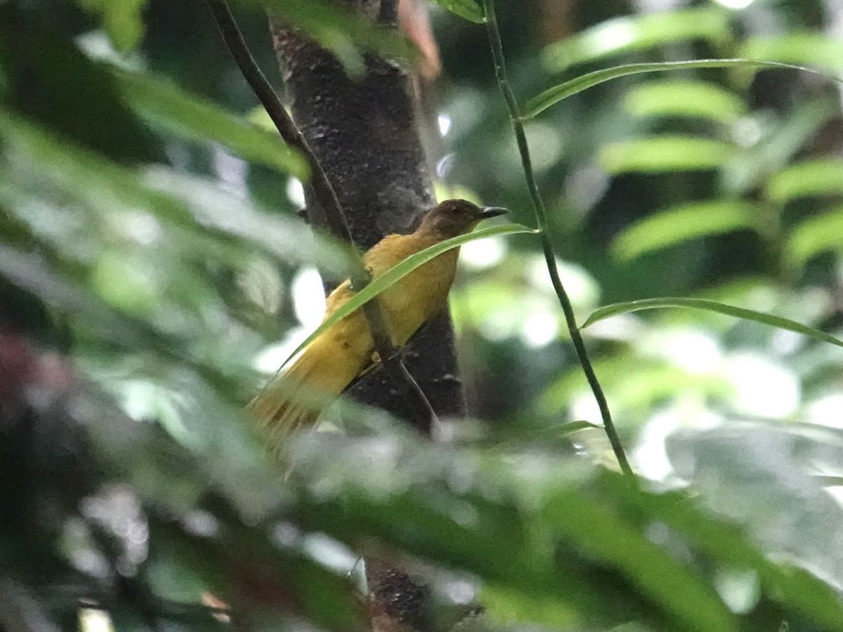 Togian Golden-Bulbul - ML644079457