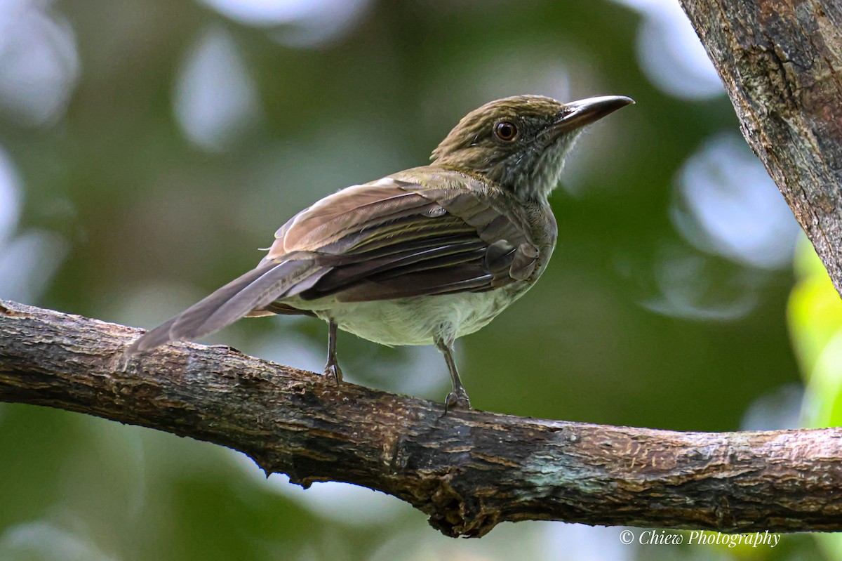 Streaked Bulbul - ML644079459