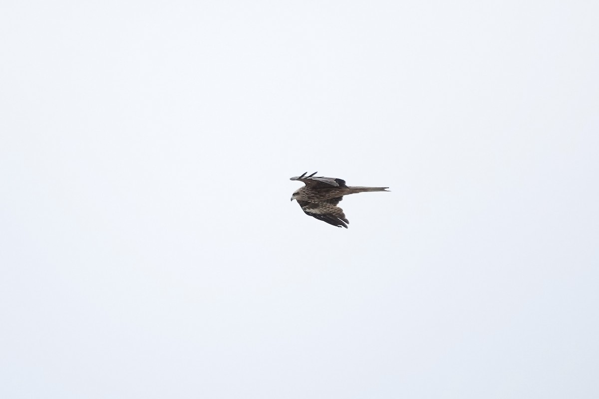 luňák hnědý (ssp. lineatus/formosanus) - ML644079467