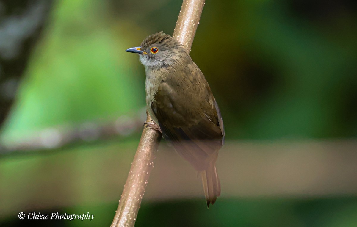 bulbul brýlatý - ML644079468
