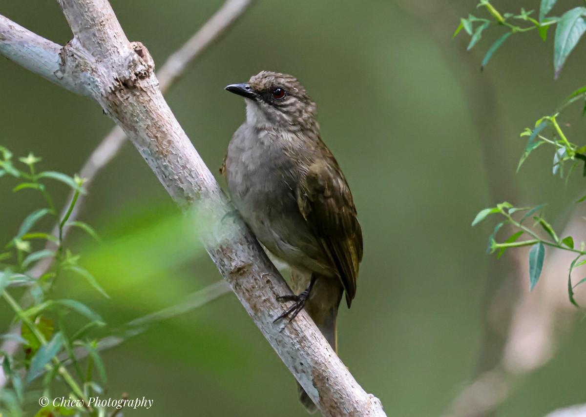 Olive-winged Bulbul - ML644079480