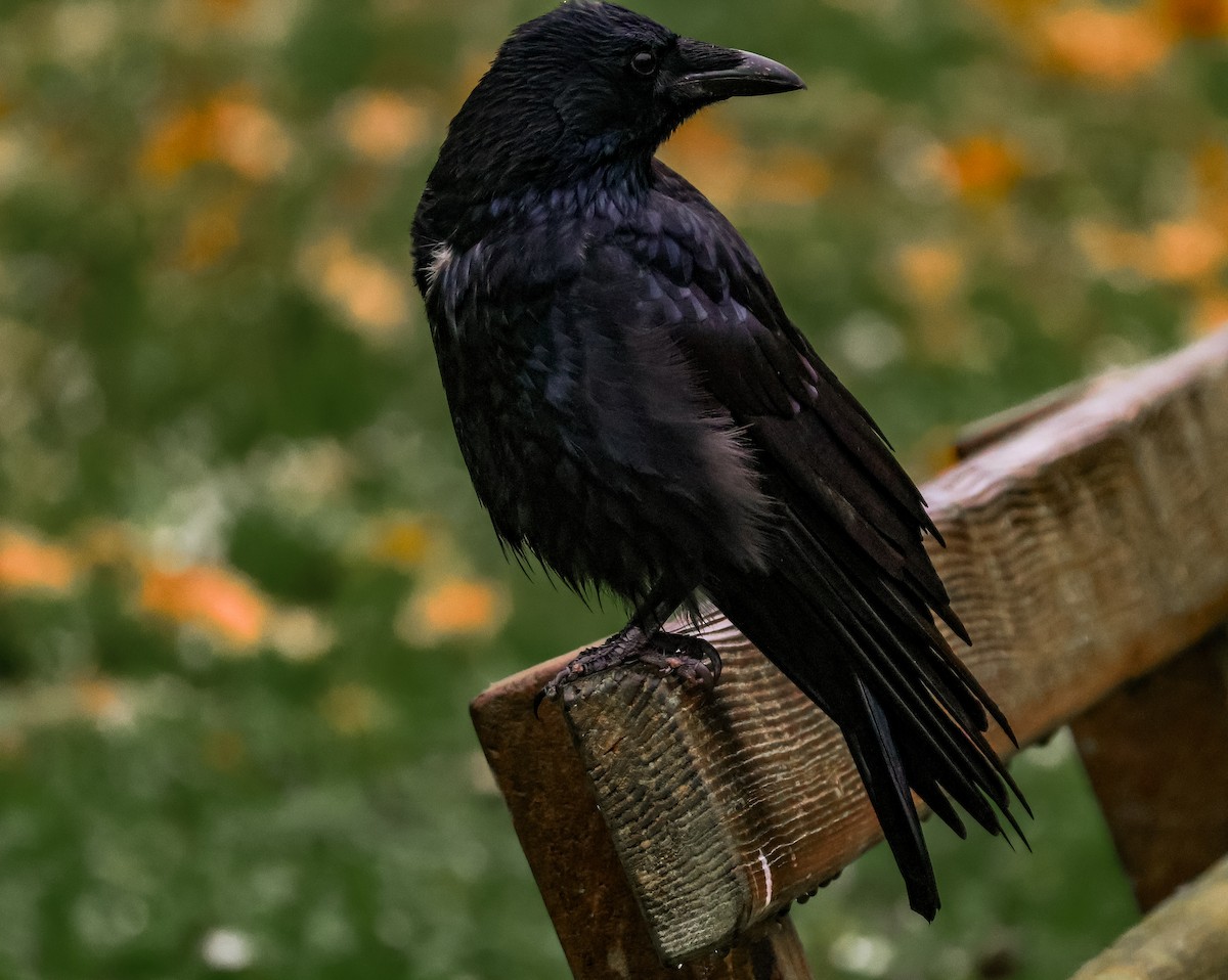 Carrion Crow - ML644079481