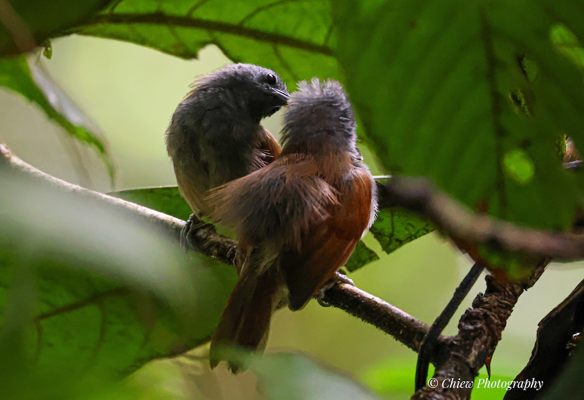 Gray-hooded Babbler - ML644079489