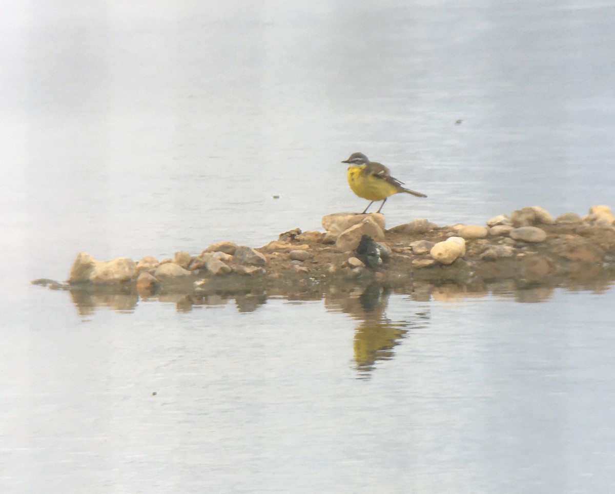 Western Yellow Wagtail (flava) - ML644079494