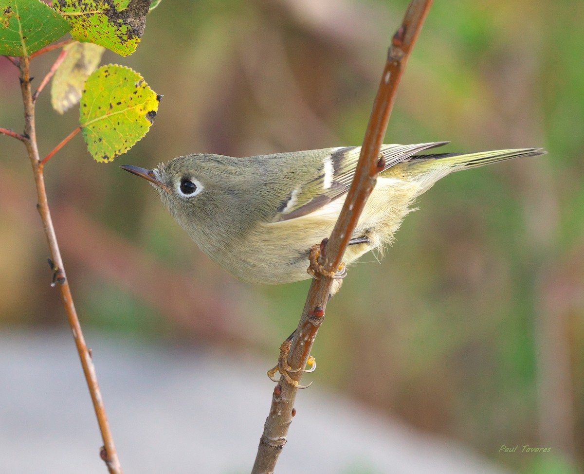 Ruby-crowned Kinglet - ML644079495