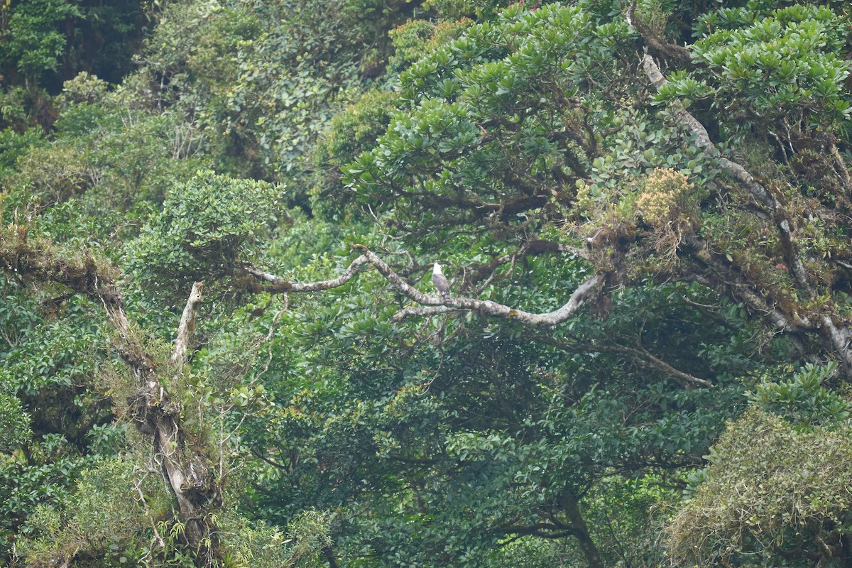 Ornate Hawk-Eagle - ML644079501