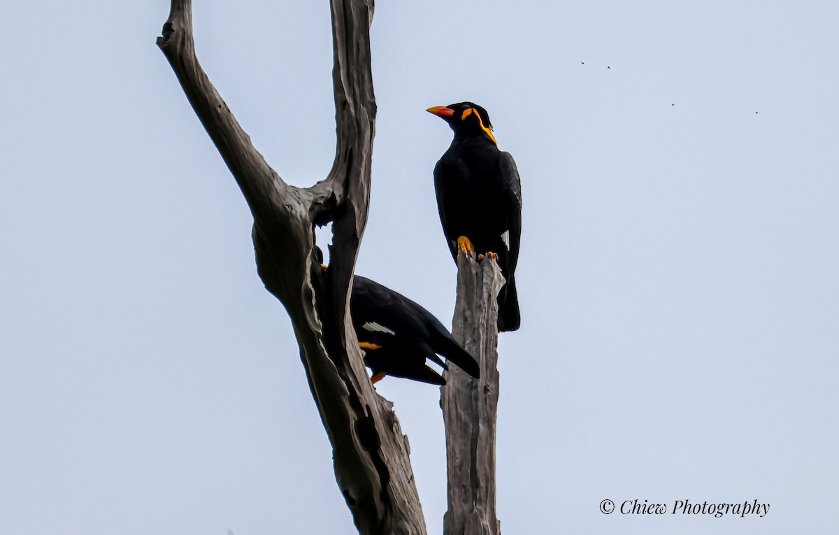 Common Hill Myna - ML644079502