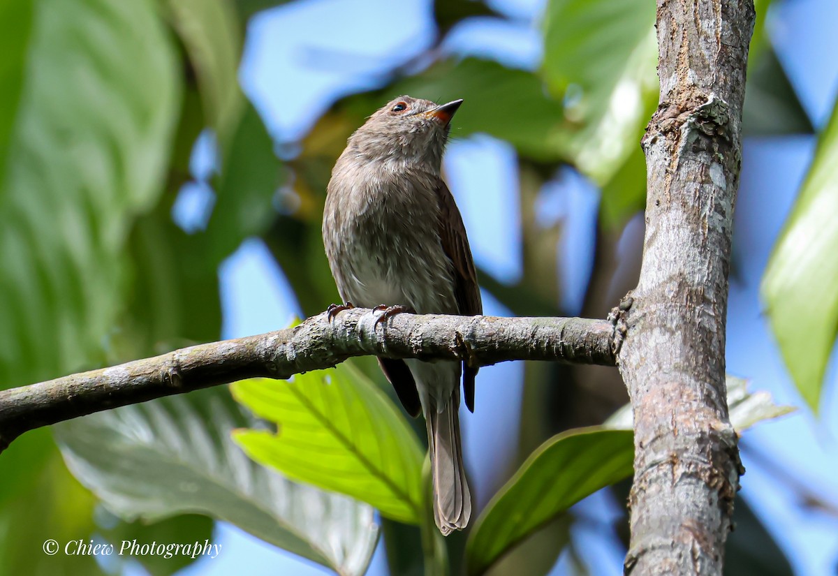 Brown-streaked Flycatcher - ML644079530
