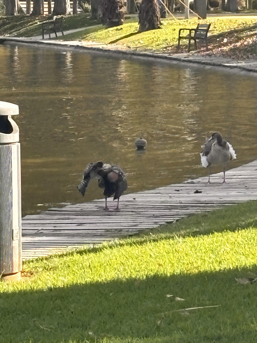 Nil Kazı - ML644079535