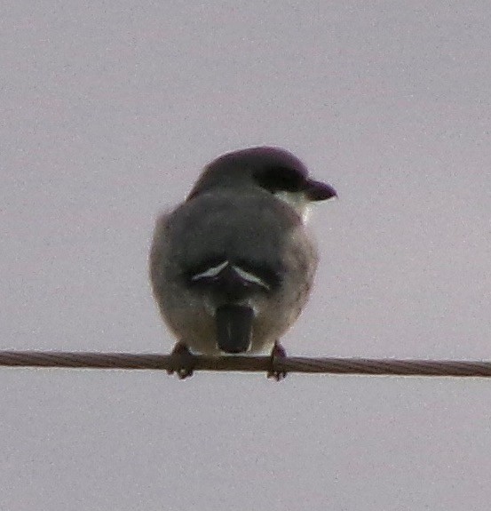 Loggerhead Shrike - ML644079536
