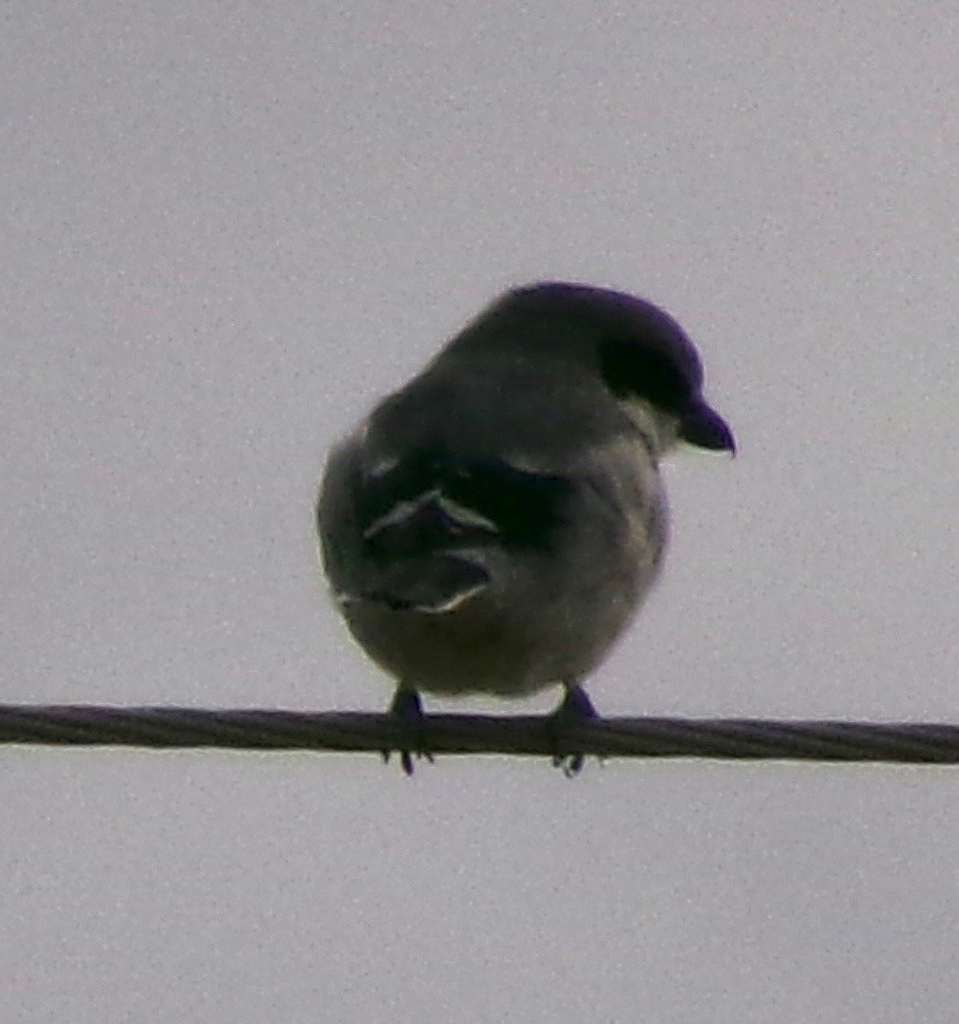 Loggerhead Shrike - ML644079552