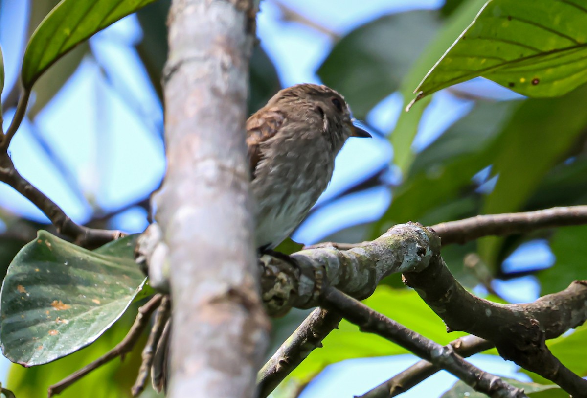 Brown-streaked Flycatcher - ML644079553