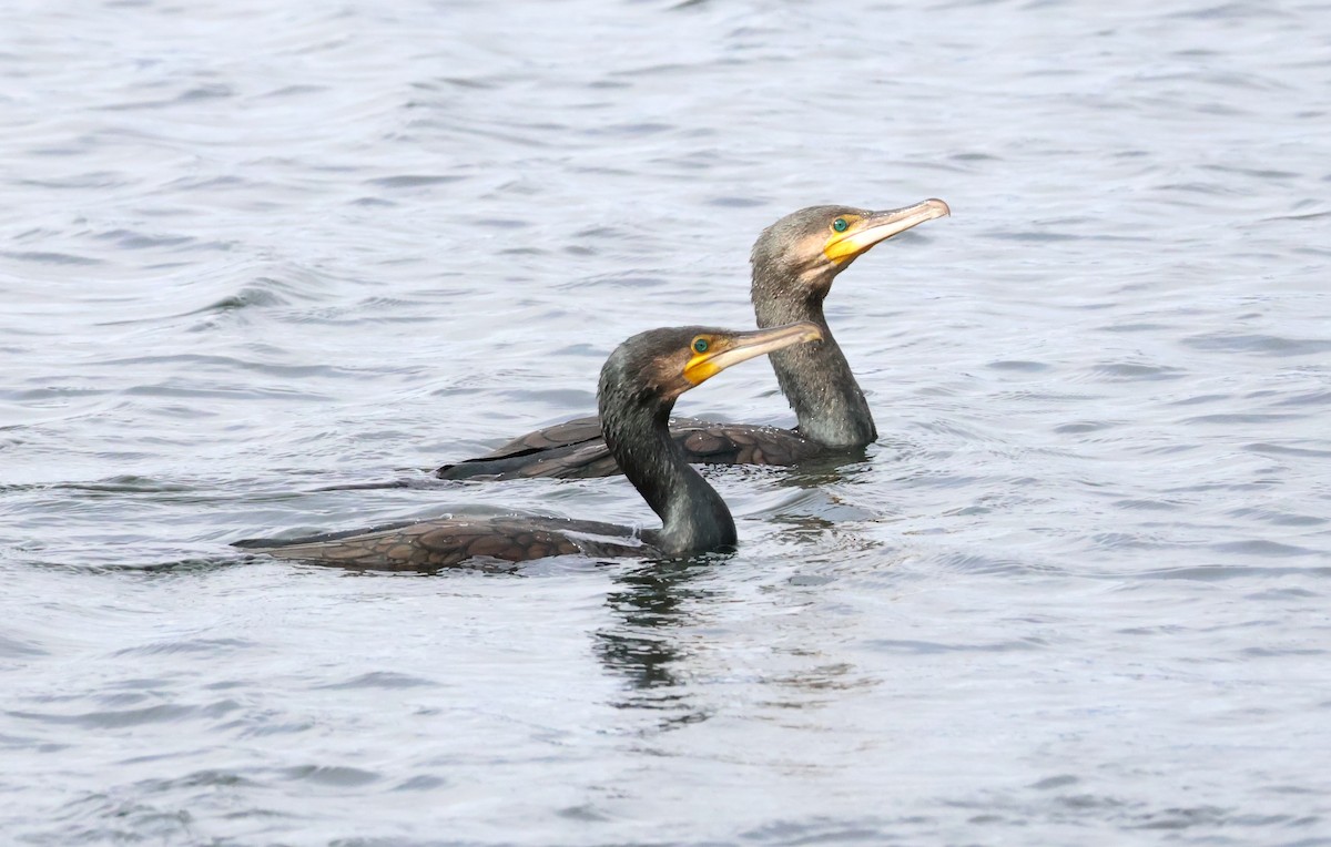 Great Cormorant - ML644079555