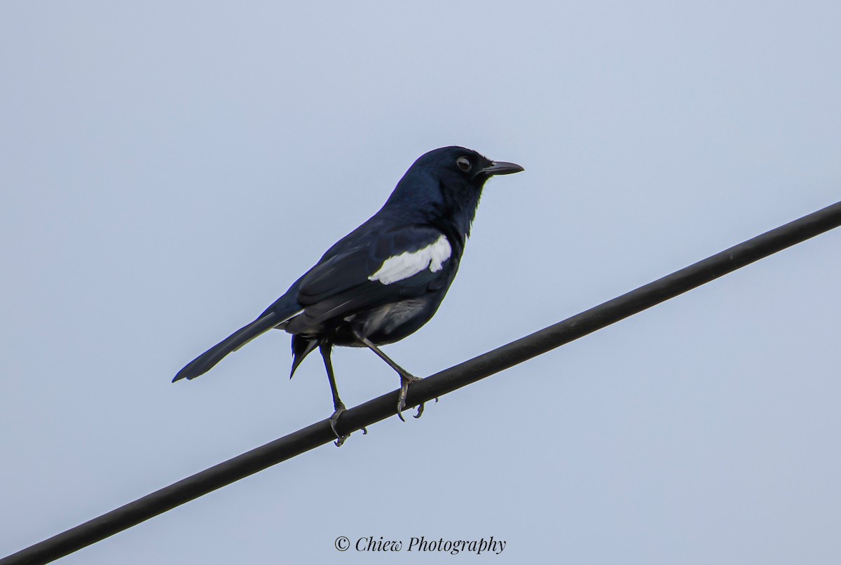 Oriental Magpie-Robin - ML644079572