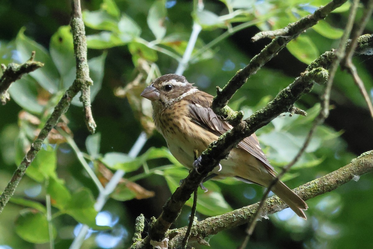 Rose-breasted Grosbeak - ML644079574