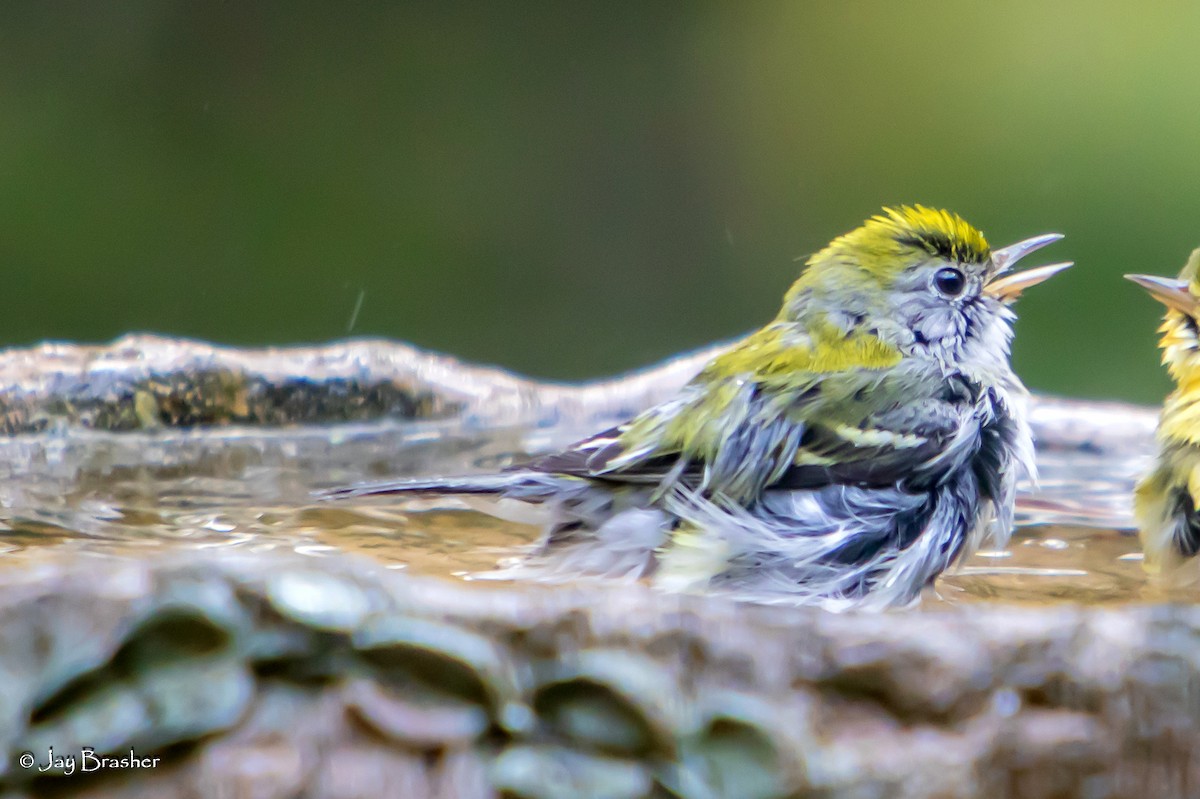 Chestnut-sided Warbler - ML644079597