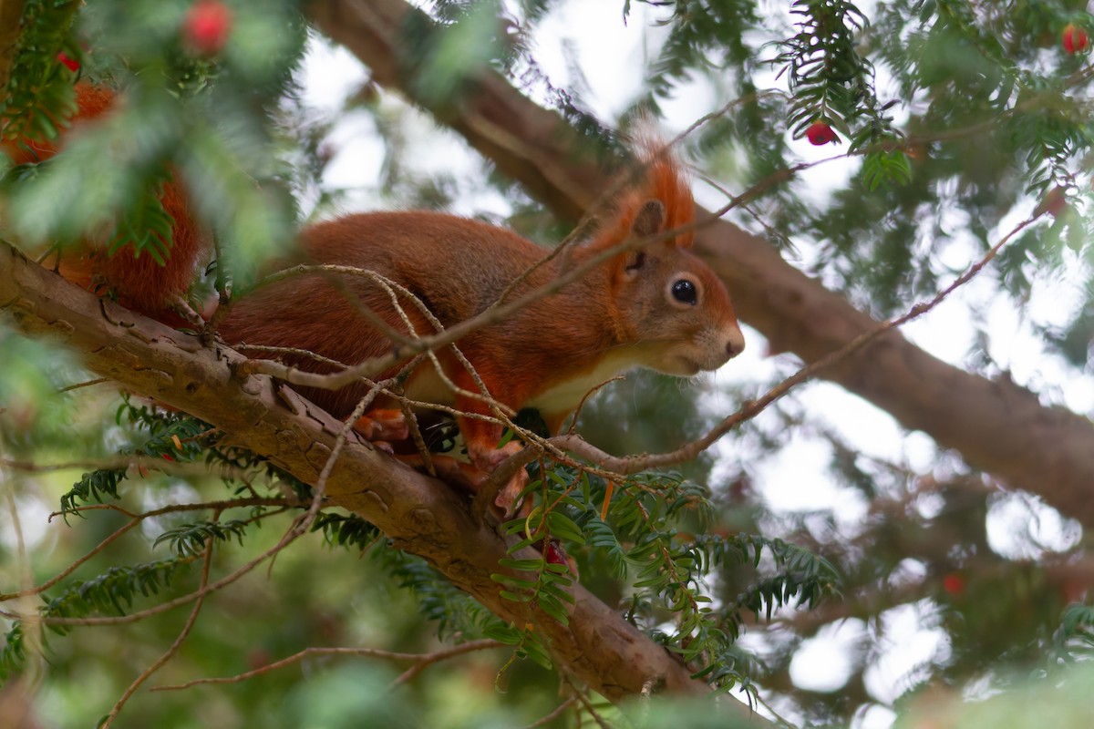 Eurasian Red Squirrel - ML644079600