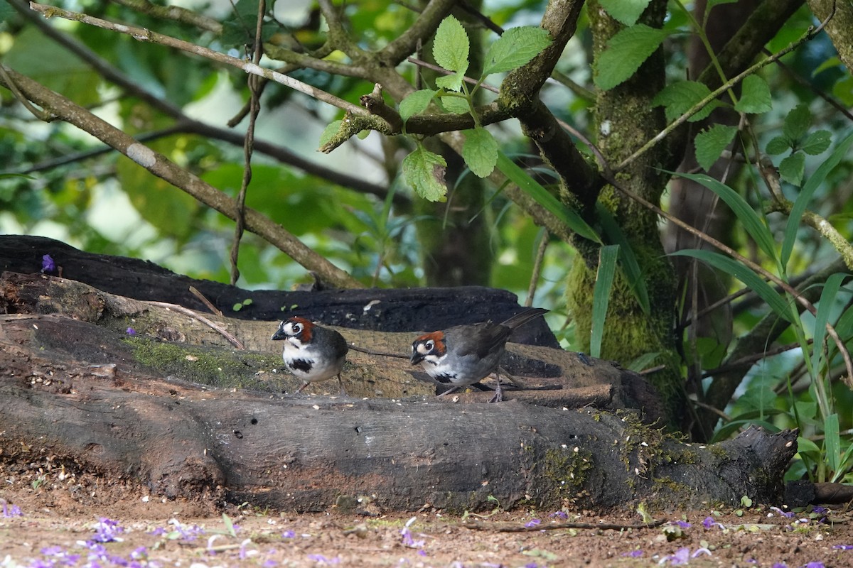 Cabanis's Ground-Sparrow - ML644079609