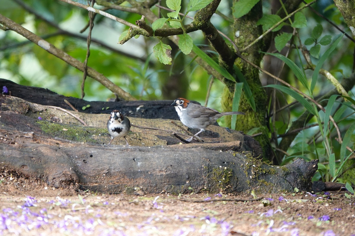 Cabanis's Ground-Sparrow - ML644079611