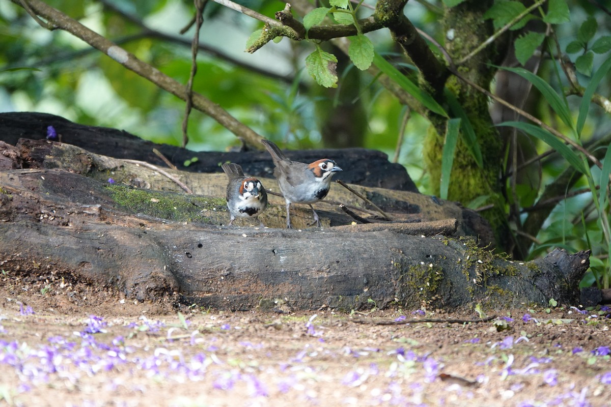 Cabanis's Ground-Sparrow - ML644079612