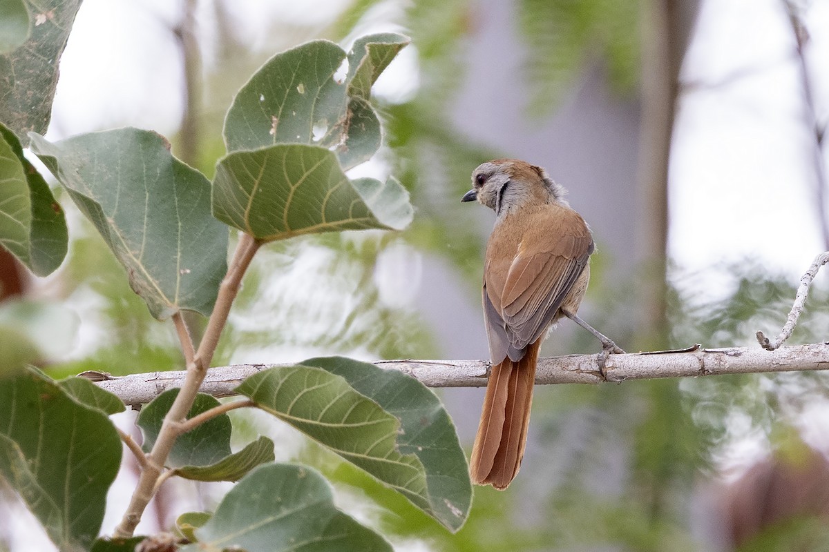 Rufous-tailed Palm-Thrush - ML644079613