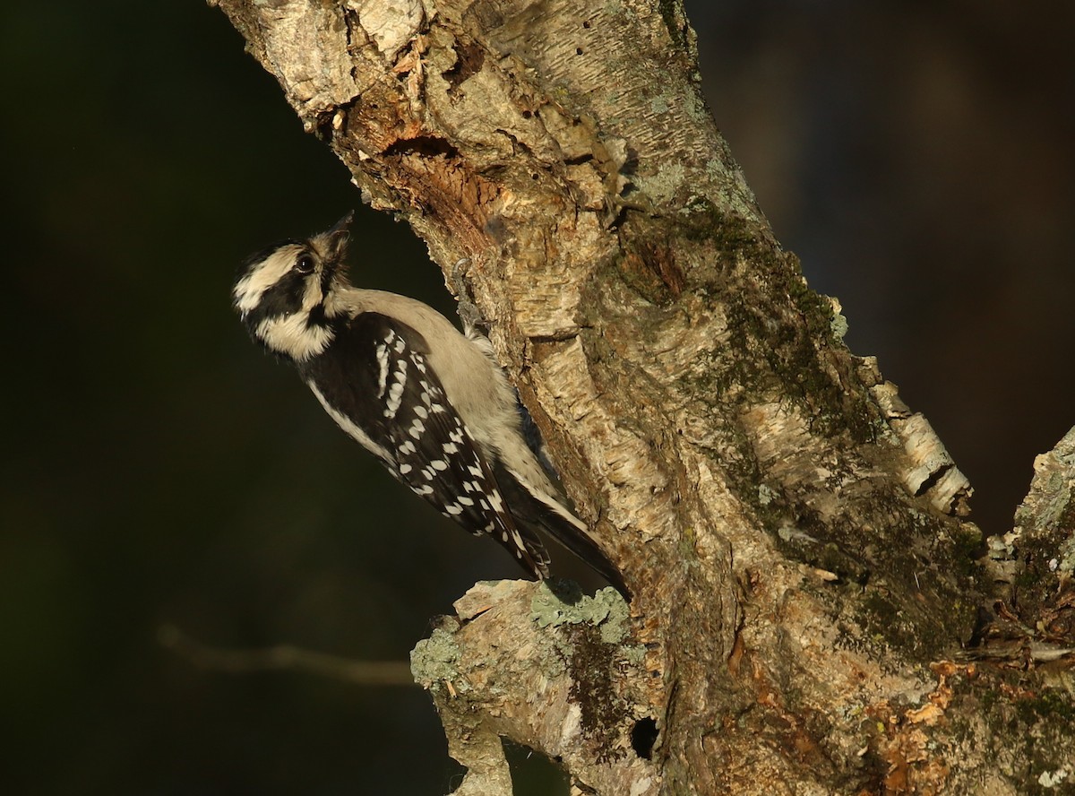 Downy Woodpecker - ML644079615