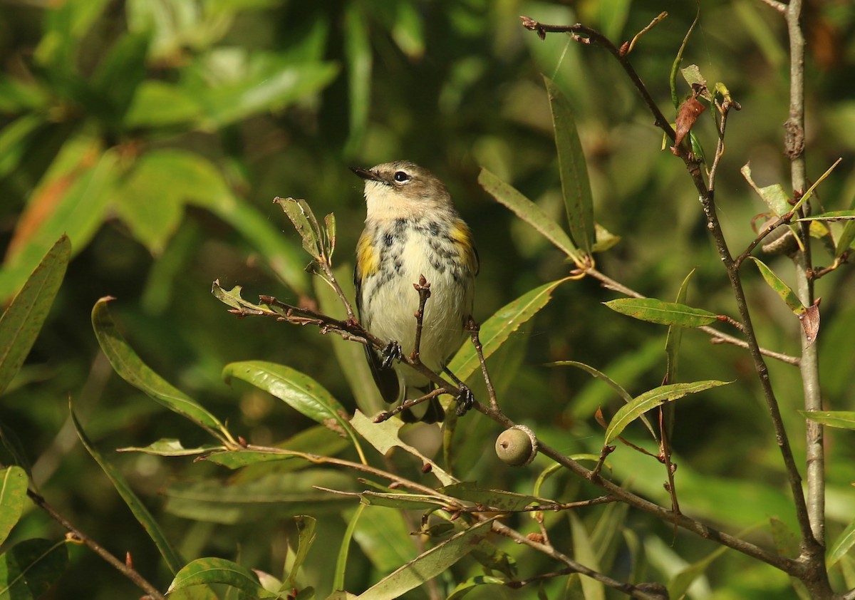 Yellow-rumped Warbler (Myrtle) - ML644079632