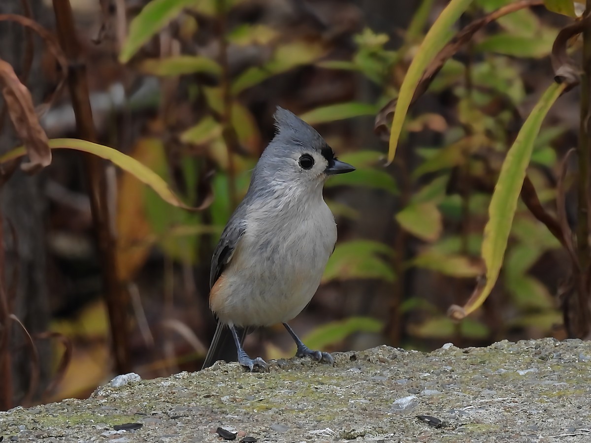 Tufted Titmouse - ML644079634