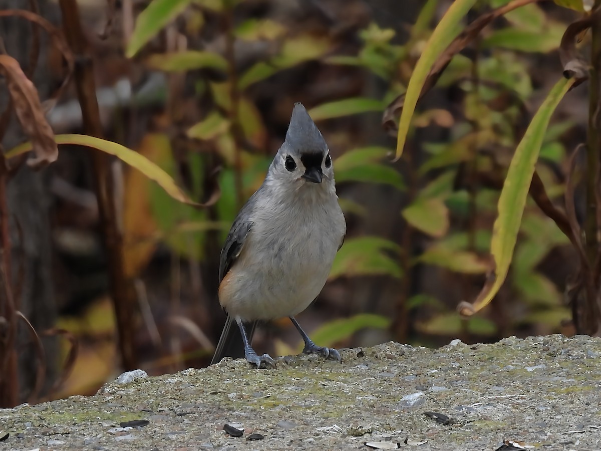 Tufted Titmouse - ML644079635