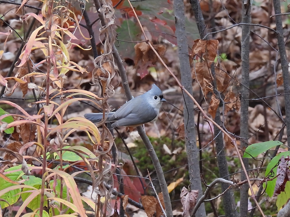 Tufted Titmouse - ML644079636