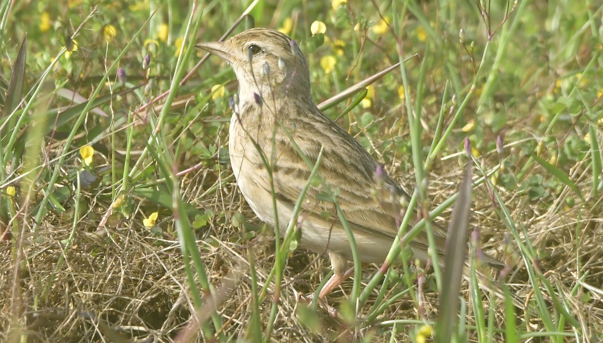 Mongolian Short-toed Lark - ML644079638
