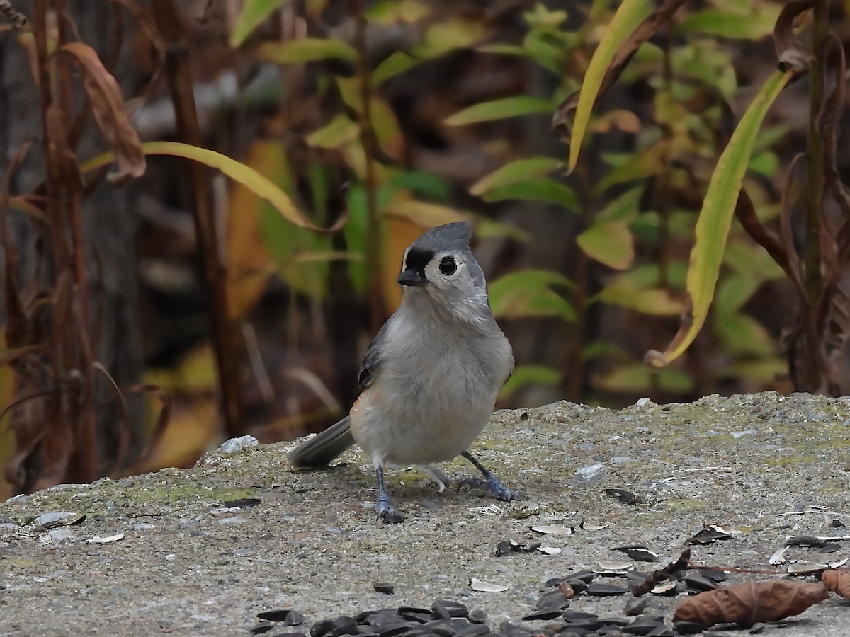 Tufted Titmouse - ML644079641