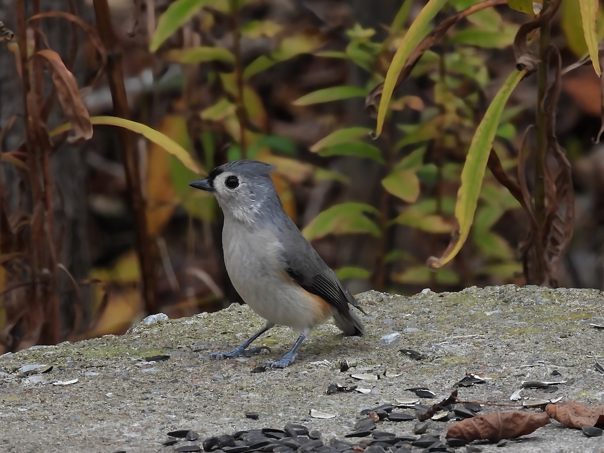 Tufted Titmouse - ML644079642