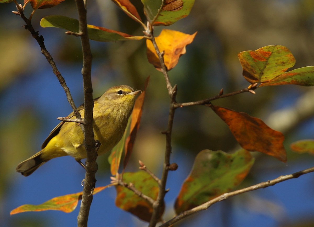 Palm Warbler (Yellow) - ML644079648