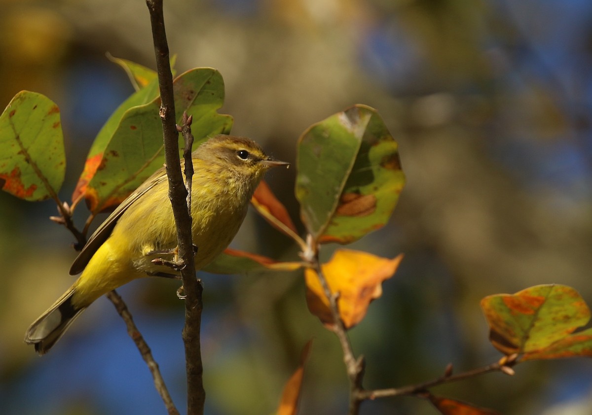 Palm Warbler (Yellow) - ML644079649